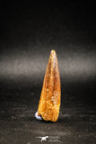 04943 - Nice Unbroken 1.84 Inch Spinosaurus Dinosaur Tooth Cretaceous