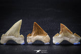 22425 - Collection of 8 Palaeocarcharodon orientalis (Pygmy white Shark) Teeth