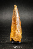 04943 - Nice Unbroken 1.84 Inch Spinosaurus Dinosaur Tooth Cretaceous
