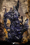 07619 - Beautiful Deep Blue Azurite Crystals on Carbonate Matrix - Kerrouchen (Morocco)