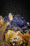 07619 - Beautiful Deep Blue Azurite Crystals on Carbonate Matrix - Kerrouchen (Morocco)