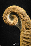 04944 - Stunning Heteromorph Ammonites Ancyloceras sp 4.57 Inch Lower Cretaceous