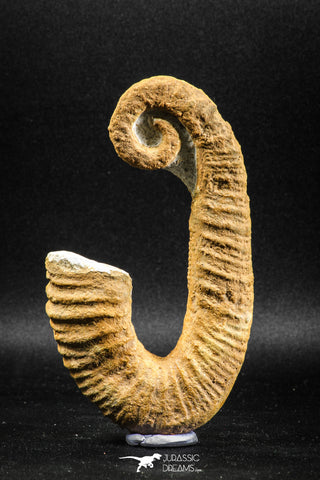 04944 - Stunning Heteromorph Ammonites Ancyloceras sp 4.57 Inch Lower Cretaceous