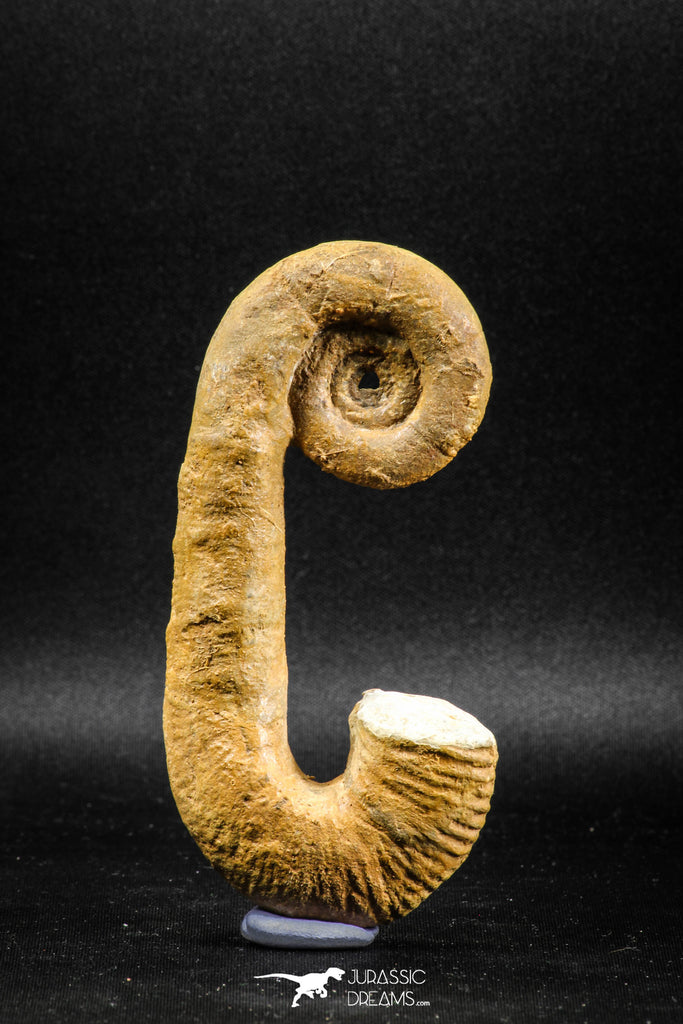 04945 - Stunning Heteromorph Ammonites Acrioceras sp 4.04 Inch Lower Cretaceous