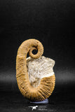 04946 - Stunning Heteromorph Ammonites Ancyloceras sp 3.39 Inch Lower Cretaceous