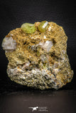 07622 -  Lustrous Yellow Green Apatite Crystals on Brecciated Matrix - Imilchil (Morocco)
