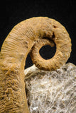 04946 - Stunning Heteromorph Ammonites Ancyloceras sp 3.39 Inch Lower Cretaceous