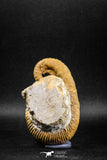 04946 - Stunning Heteromorph Ammonites Ancyloceras sp 3.39 Inch Lower Cretaceous