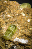 07622 -  Lustrous Yellow Green Apatite Crystals on Brecciated Matrix - Imilchil (Morocco)