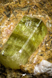 07622 -  Lustrous Yellow Green Apatite Crystals on Brecciated Matrix - Imilchil (Morocco)