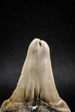 04947 - Super Rare Pathologically Deformed Triple Tipped 2.13 Inch Otodus obliquus Shark Tooth