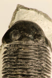 30715 - Nicely Prepared 2.11 Inch Paralejurus spatuliformis Devonian Trilobite