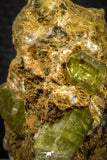 07622 -  Lustrous Yellow Green Apatite Crystals on Brecciated Matrix - Imilchil (Morocco)