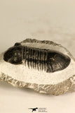 30715 - Nicely Prepared 2.11 Inch Paralejurus spatuliformis Devonian Trilobite