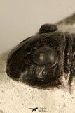 30715 - Nicely Prepared 2.11 Inch Paralejurus spatuliformis Devonian Trilobite