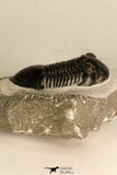 30715 - Nicely Prepared 2.11 Inch Paralejurus spatuliformis Devonian Trilobite