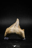 04949 - Super Rare Pathologically Deformed 1.64 Inch Otodus obliquus Shark Tooth