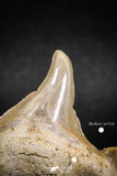 04949 - Super Rare Pathologically Deformed 1.64 Inch Otodus obliquus Shark Tooth