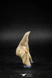 04949 - Super Rare Pathologically Deformed 1.64 Inch Otodus obliquus Shark Tooth