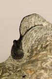 30716 - Partial Prepared 0.94 Inch Spiny Koneprusia dahmani Lower Devonian Trilobite