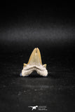 04950 - Super Rare Pathologically Deformed Double Tipped 1.03 Inch Otodus obliquus Shark Tooth
