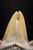 04950 - Super Rare Pathologically Deformed Double Tipped 1.03 Inch Otodus obliquus Shark Tooth