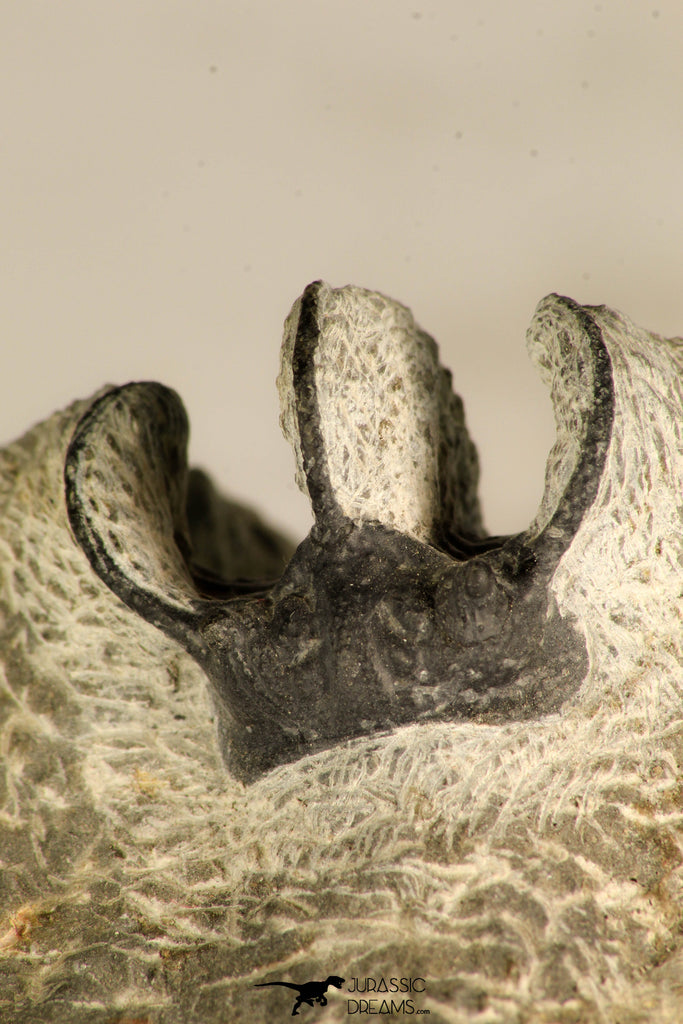 30716 - Partial Prepared 0.94 Inch Spiny Koneprusia dahmani Lower Devonian Trilobite