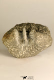 30717 - Partial Prepared 0.93 Inch Spiny Koneprusia dahmani Lower Devonian Trilobite