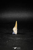 04950 - Super Rare Pathologically Deformed Double Tipped 1.03 Inch Otodus obliquus Shark Tooth