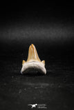 04951 - Super Rare Pathologically Deformed Double Tipped 1.15 Inch Otodus obliquus Shark Tooth