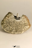 30717 - Partial Prepared 0.93 Inch Spiny Koneprusia dahmani Lower Devonian Trilobite