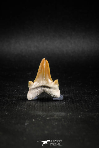 04951 - Super Rare Pathologically Deformed Double Tipped 1.15 Inch Otodus obliquus Shark Tooth