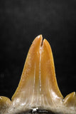 04951 - Super Rare Pathologically Deformed Double Tipped 1.15 Inch Otodus obliquus Shark Tooth