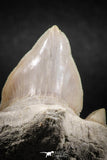 04952 - Super Rare Pathologically Deformed 1.59 Inch Otodus obliquus Shark Tooth