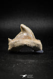 04953 - Super Rare Pathologically Deformed 1.66 Inch Otodus obliquus Shark Tooth