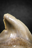 04953 - Super Rare Pathologically Deformed 1.66 Inch Otodus obliquus Shark Tooth