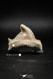 04953 - Super Rare Pathologically Deformed 1.66 Inch Otodus obliquus Shark Tooth