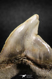 04953 - Super Rare Pathologically Deformed 1.66 Inch Otodus obliquus Shark Tooth