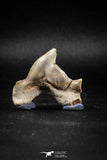 04953 - Super Rare Pathologically Deformed 1.66 Inch Otodus obliquus Shark Tooth