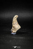 04953 - Super Rare Pathologically Deformed 1.66 Inch Otodus obliquus Shark Tooth