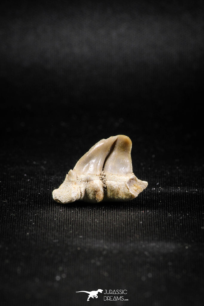 04954 - Super Rare Pathologically Deformed Symphyseal 0.63 Inch Otodus obliquus Shark Tooth