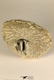 30719 - Partial Prepared 1.11 Inch Spiny Koneprusia dahmani Lower Devonian Trilobite