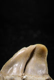 04954 - Super Rare Pathologically Deformed Symphyseal 0.63 Inch Otodus obliquus Shark Tooth
