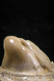 04954 - Super Rare Pathologically Deformed Symphyseal 0.63 Inch Otodus obliquus Shark Tooth