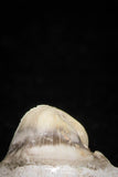 04955 - Super Rare Pathologically Deformed Symphyseal 0.78 Inch Otodus obliquus Shark Tooth