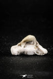 04955 - Super Rare Pathologically Deformed Symphyseal 0.78 Inch Otodus obliquus Shark Tooth