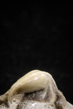 04955 - Super Rare Pathologically Deformed Symphyseal 0.78 Inch Otodus obliquus Shark Tooth