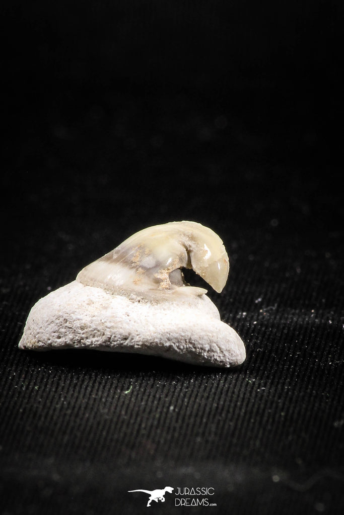 04955 - Super Rare Pathologically Deformed Symphyseal 0.78 Inch Otodus obliquus Shark Tooth