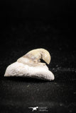 04955 - Super Rare Pathologically Deformed Symphyseal 0.78 Inch Otodus obliquus Shark Tooth