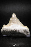 04956 - Super Rare Pathologically Deformed 1.40 Inch Otodus obliquus Shark Tooth